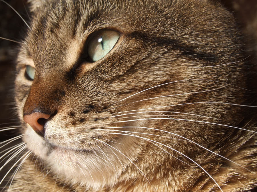 photo "***" tags: nature, pets/farm animals