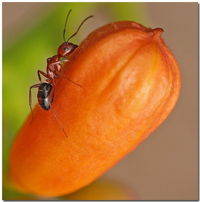 photo "I Wuv You" tags: nature, macro and close-up, insect