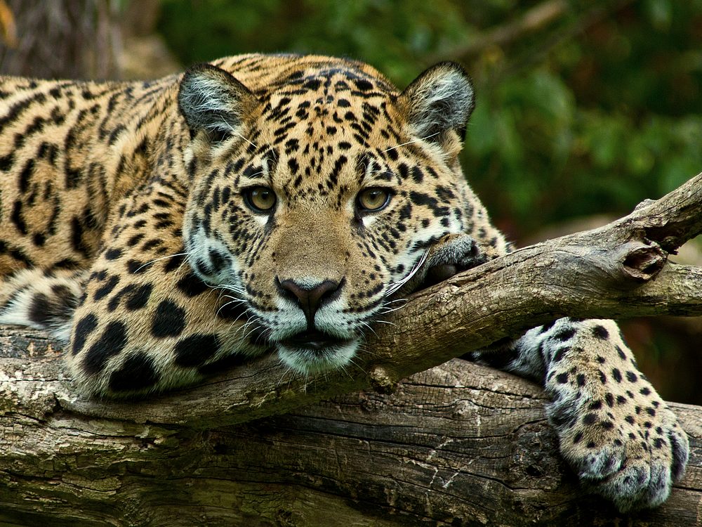 photo "what's that?" tags: nature, wild animals