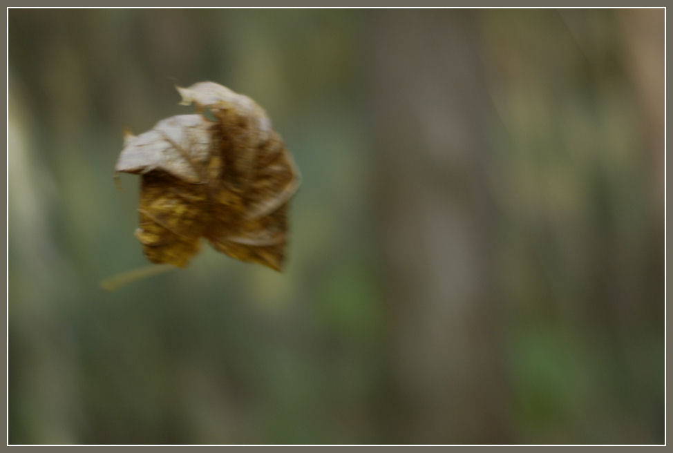 photo "***" tags: landscape, nature, autumn