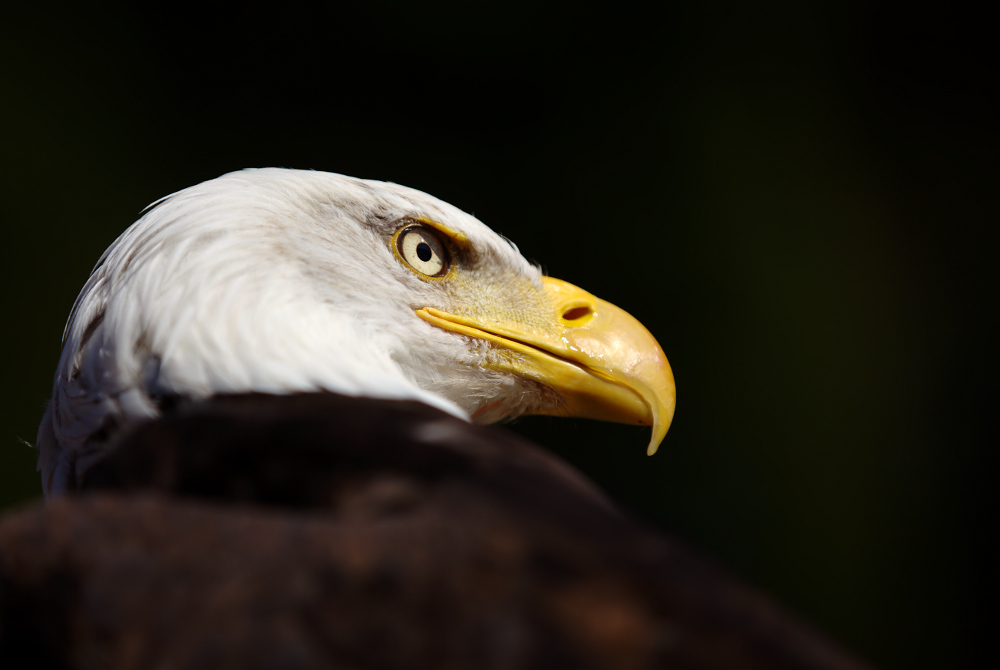 photo "***" tags: nature, wild animals