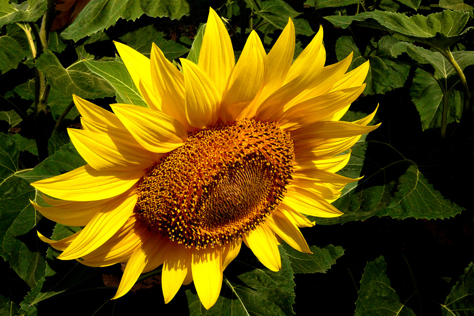 photo "The first flower" tags: nature, flowers, summer, sunflower