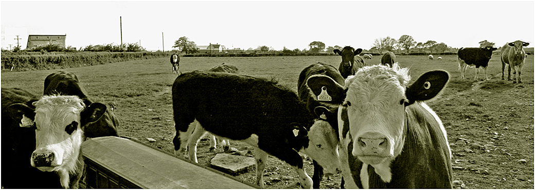 photo "***" tags: nature, black&white, pets/farm animals, коровы