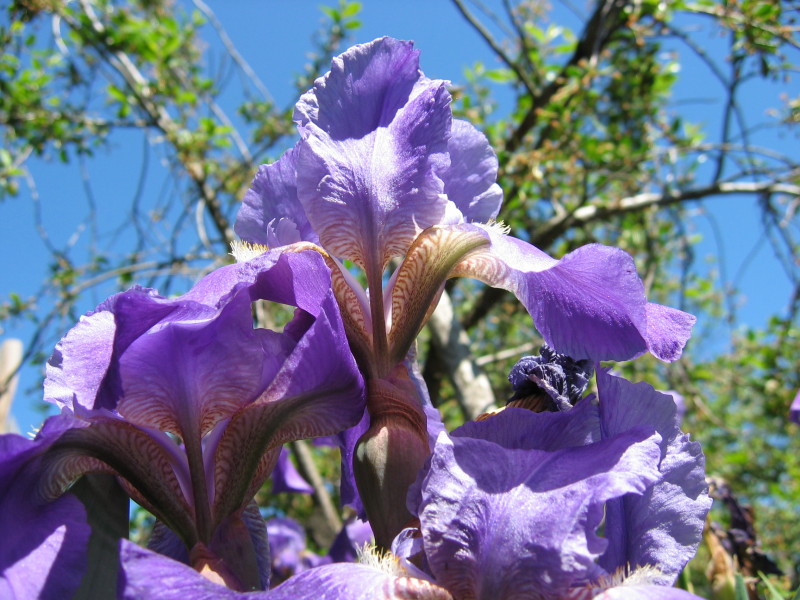 photo "***" tags: nature, flowers