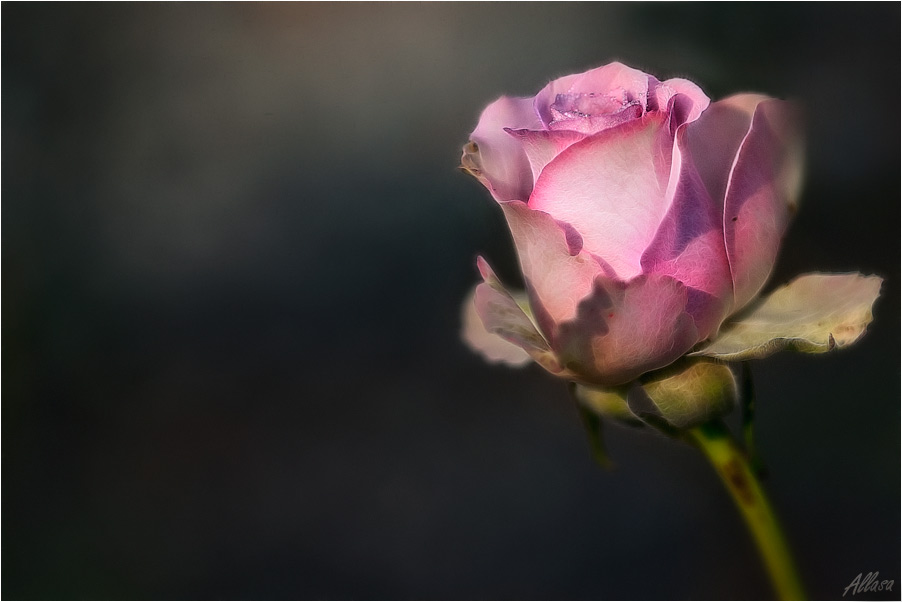 photo "***" tags: nature, digital art, flowers