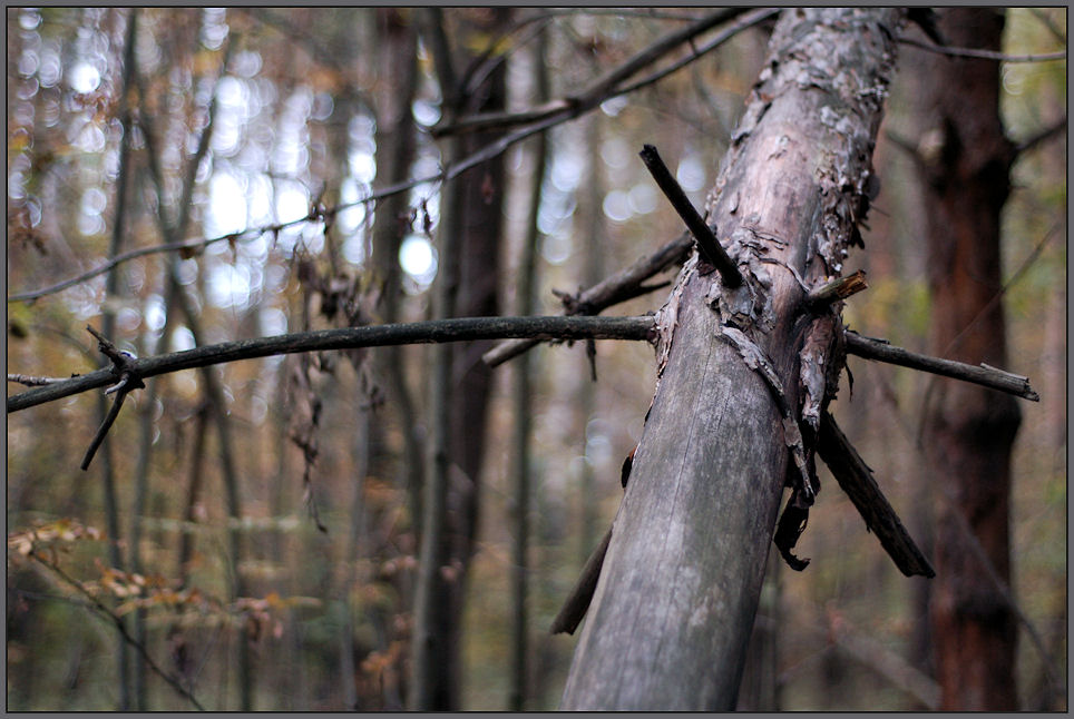 photo "***" tags: landscape, autumn, forest