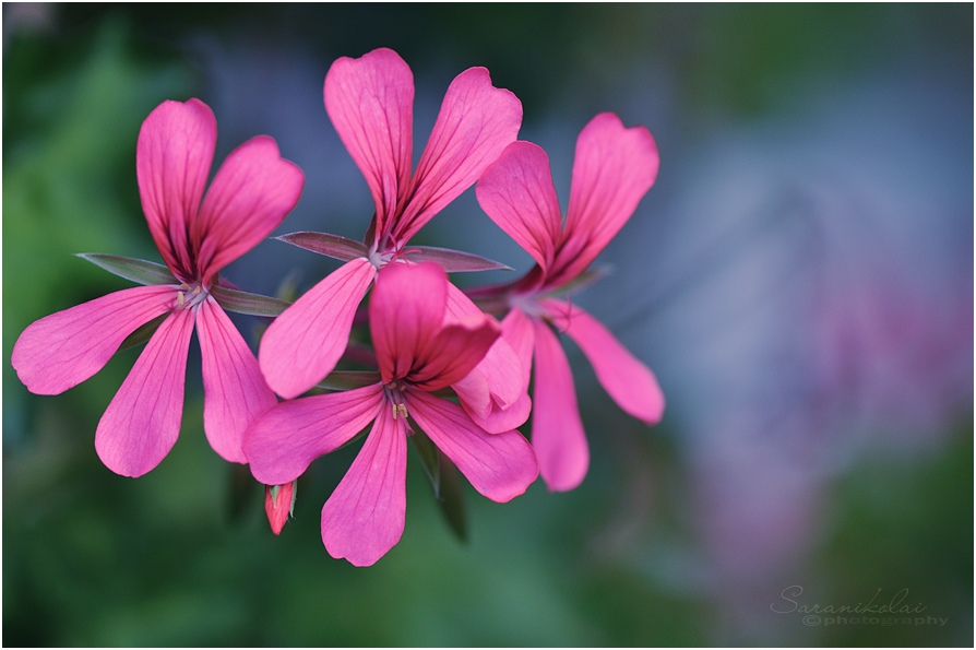 photo "***" tags: macro and close-up, 