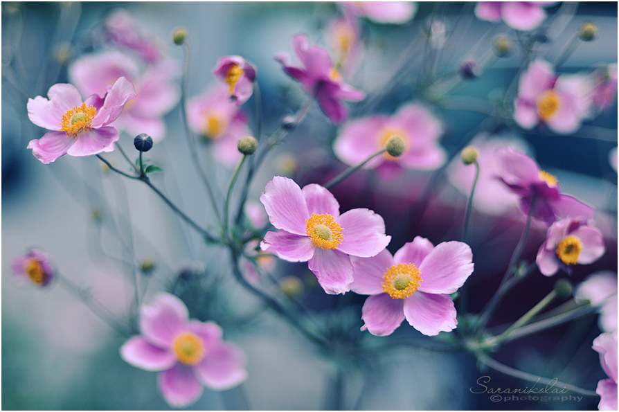 photo "***" tags: macro and close-up, 