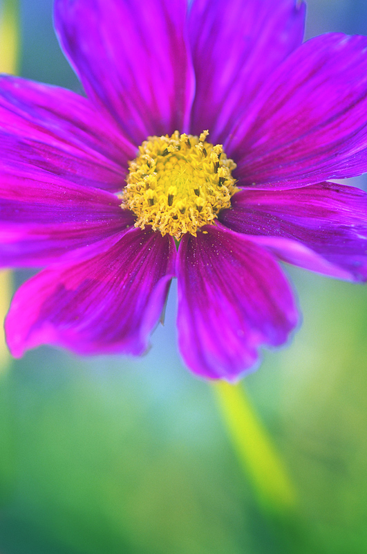 photo "***" tags: macro and close-up, 