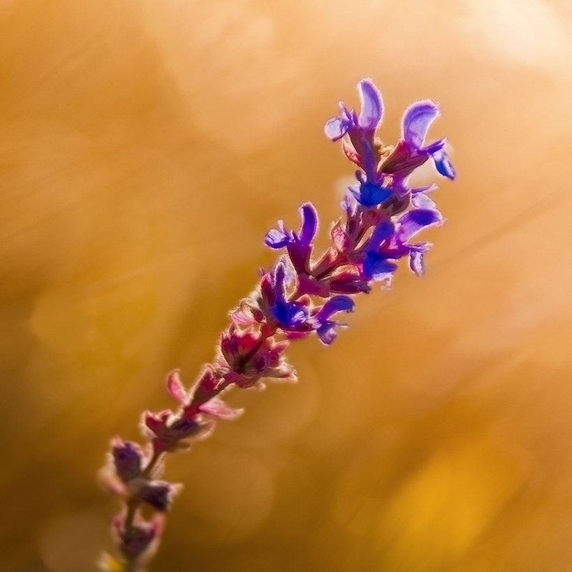 photo "***" tags: macro and close-up, nature, flowers