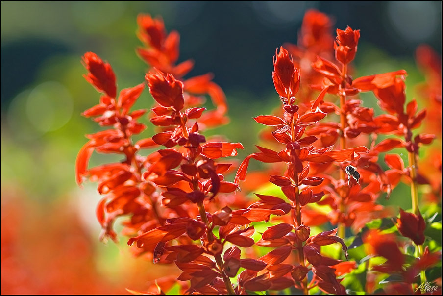 photo "***" tags: nature, flowers