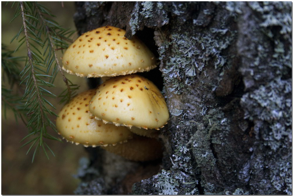 photo "***" tags: nature, genre, 