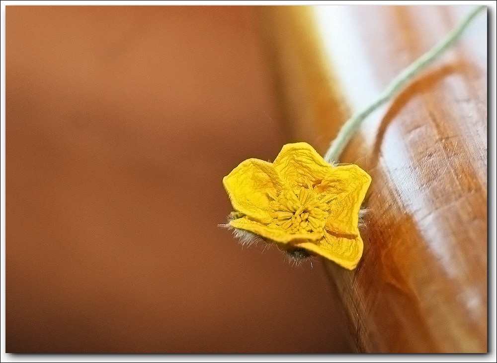 photo "Sadly....." tags: nature, macro and close-up, flowers