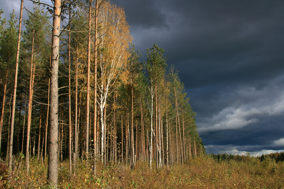 photo "***" tags: landscape, autumn, forest