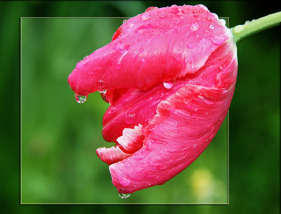 photo "After rain" tags: nature, flowers