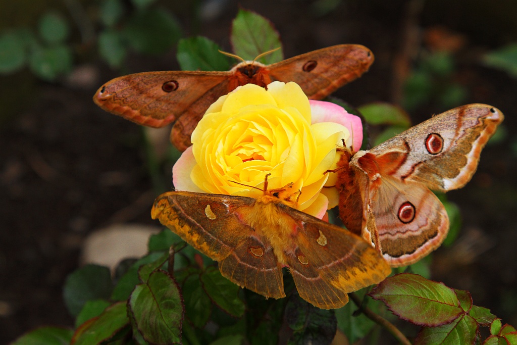 photo "***" tags: nature, insect