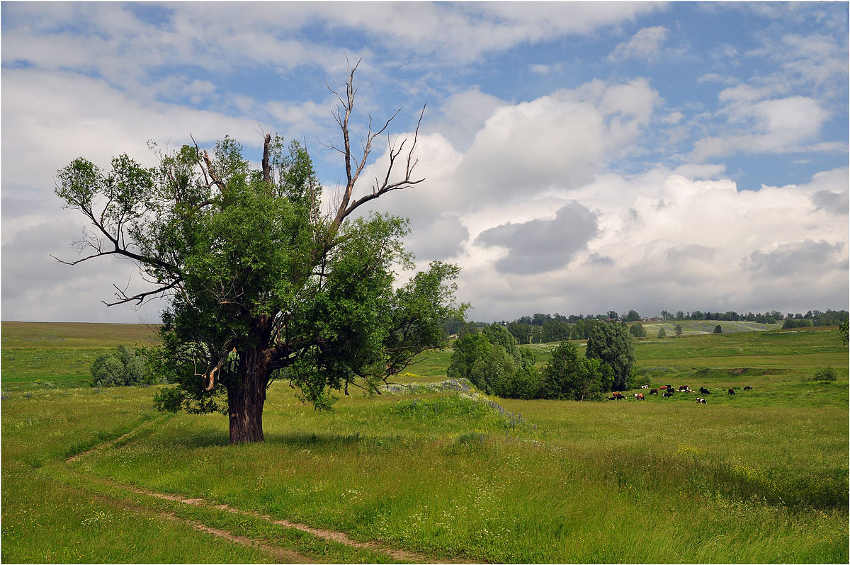 photo "***" tags: landscape, clouds, summer