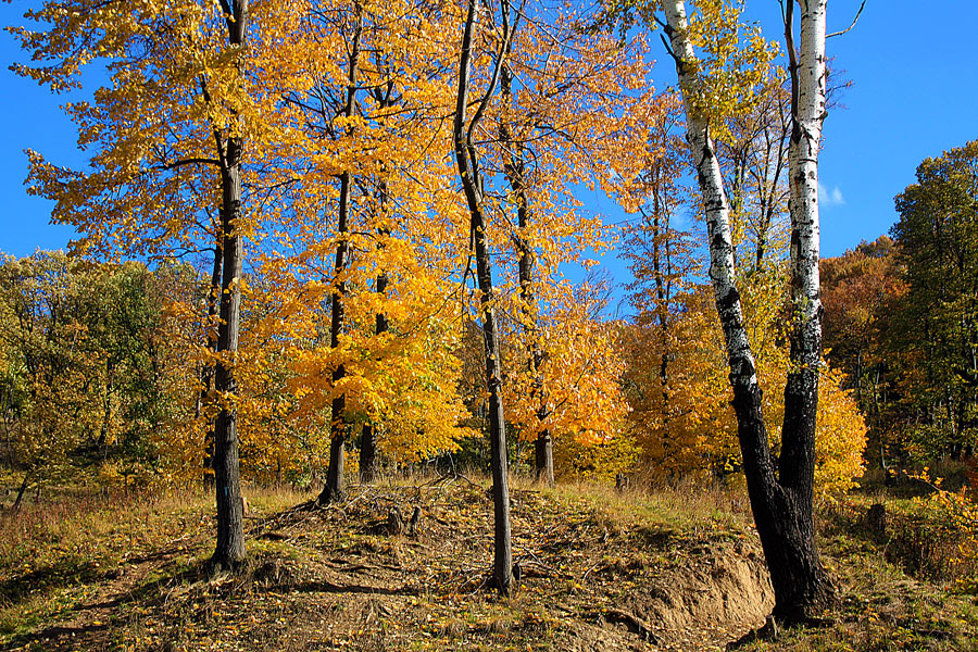 фото "Autumn in the grove" метки: пейзаж, дерево, лес, осень