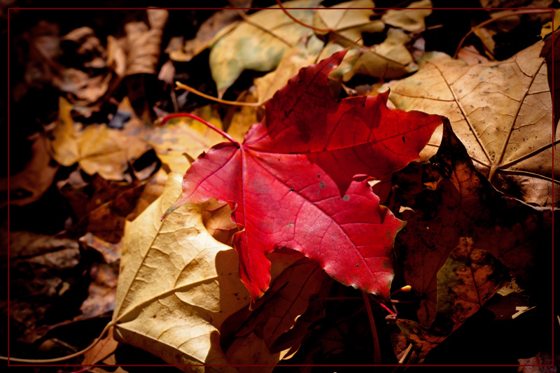 фото "***" метки: природа, цветы