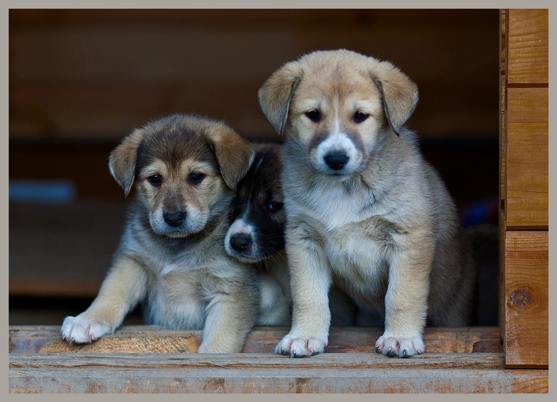 photo "Brothers" tags: nature, portrait, pets/farm animals