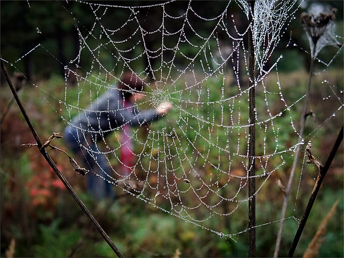 фото "В жемчужном прицеле." метки: природа, 