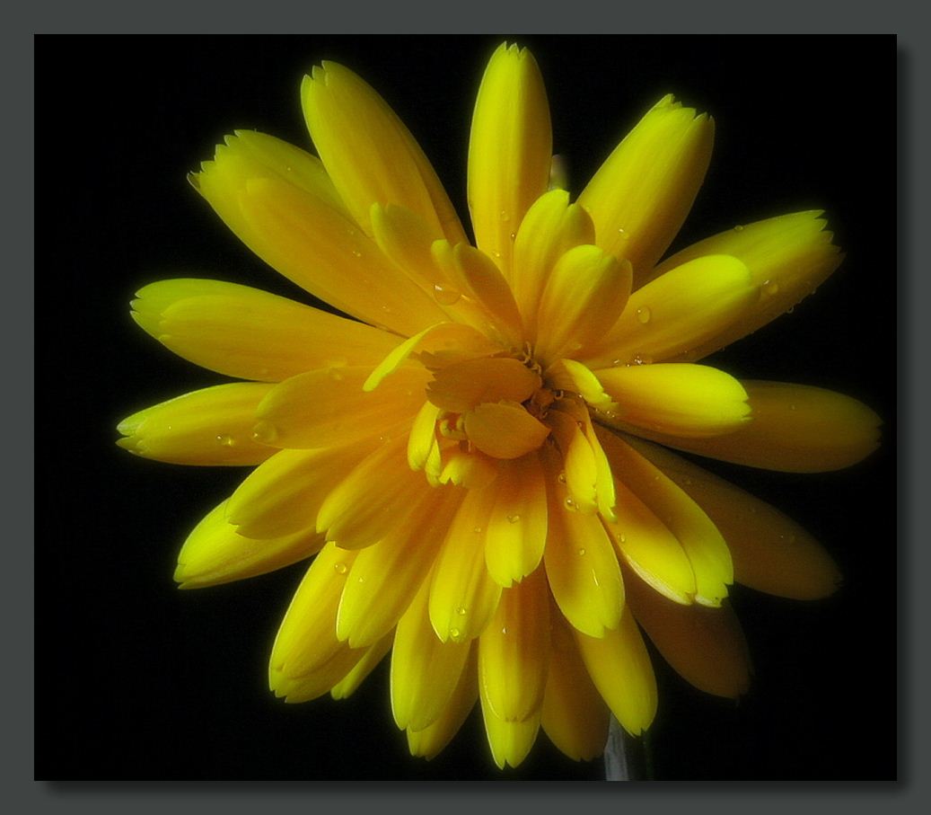 photo "marigold" tags: nature, flowers