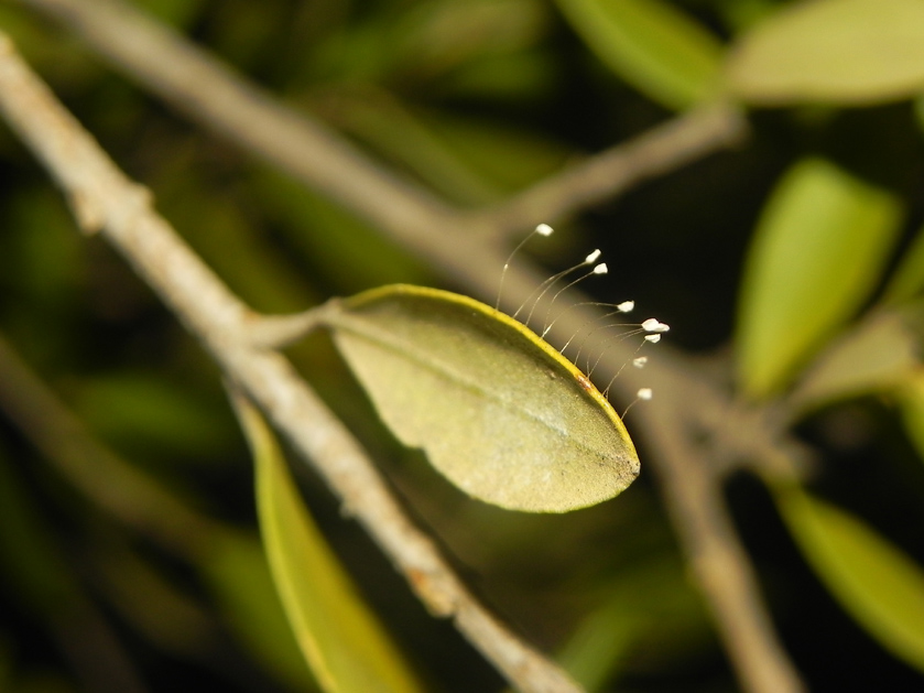 фото "Trying the Third- Lacewing Eggs - Златоглазки" метки: природа, макро и крупный план, цветы