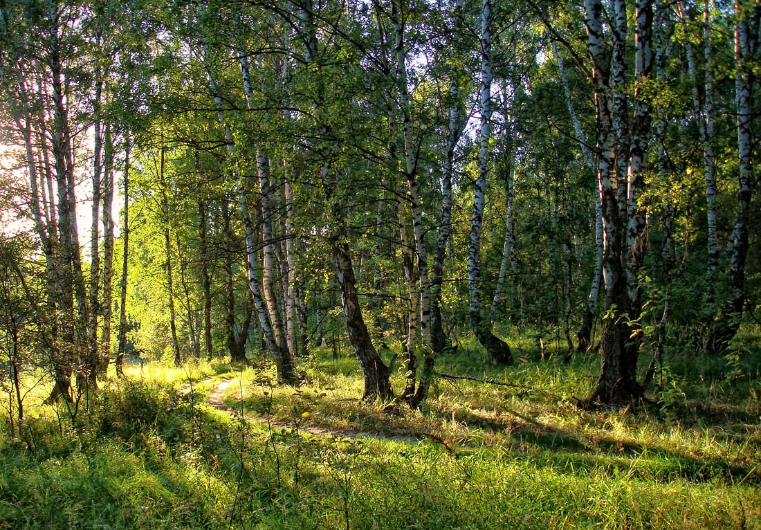 фото "..утренняя дорожка.." метки: пейзаж, лес