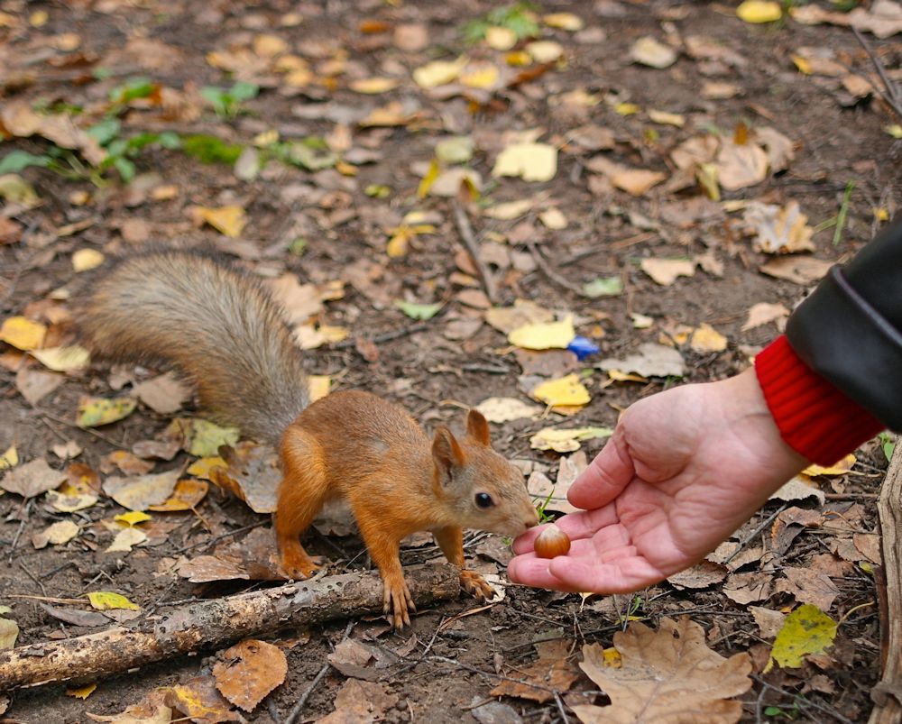 photo "***" tags: nature, wild animals