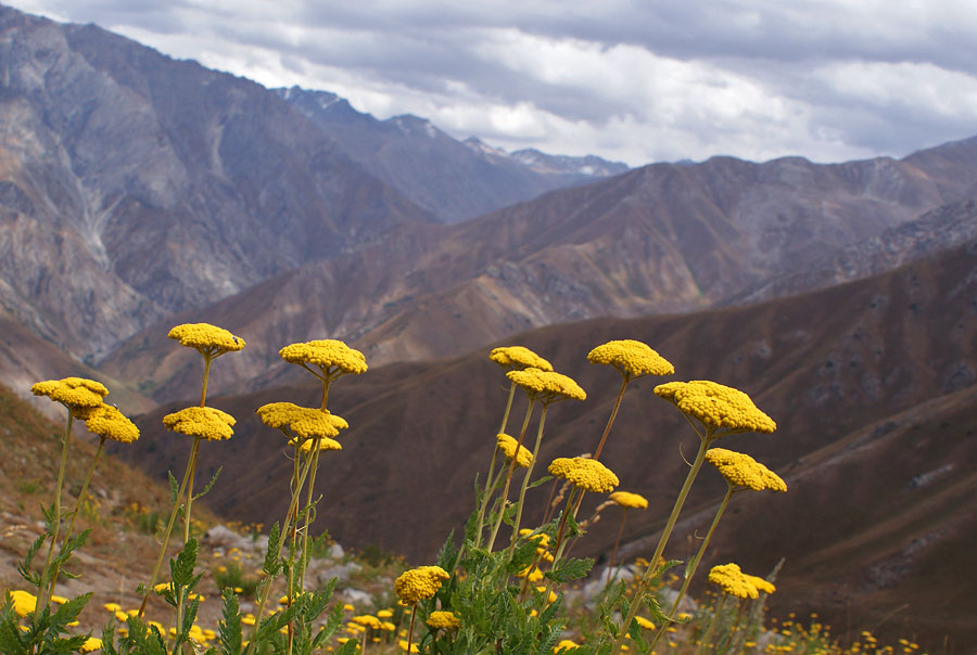 photo "***" tags: landscape, nature, flowers, mountains