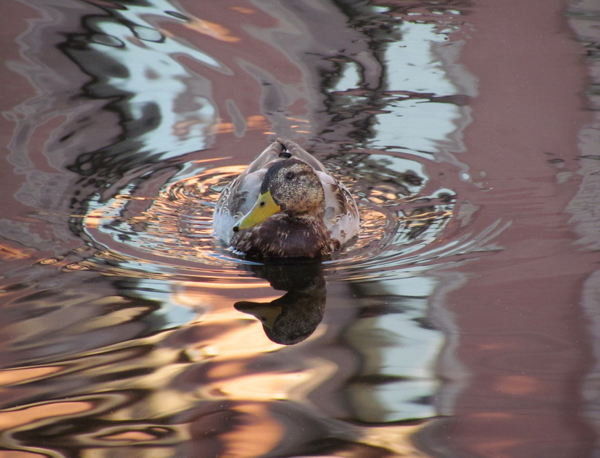 photo "duck" tags: nature, wild animals
