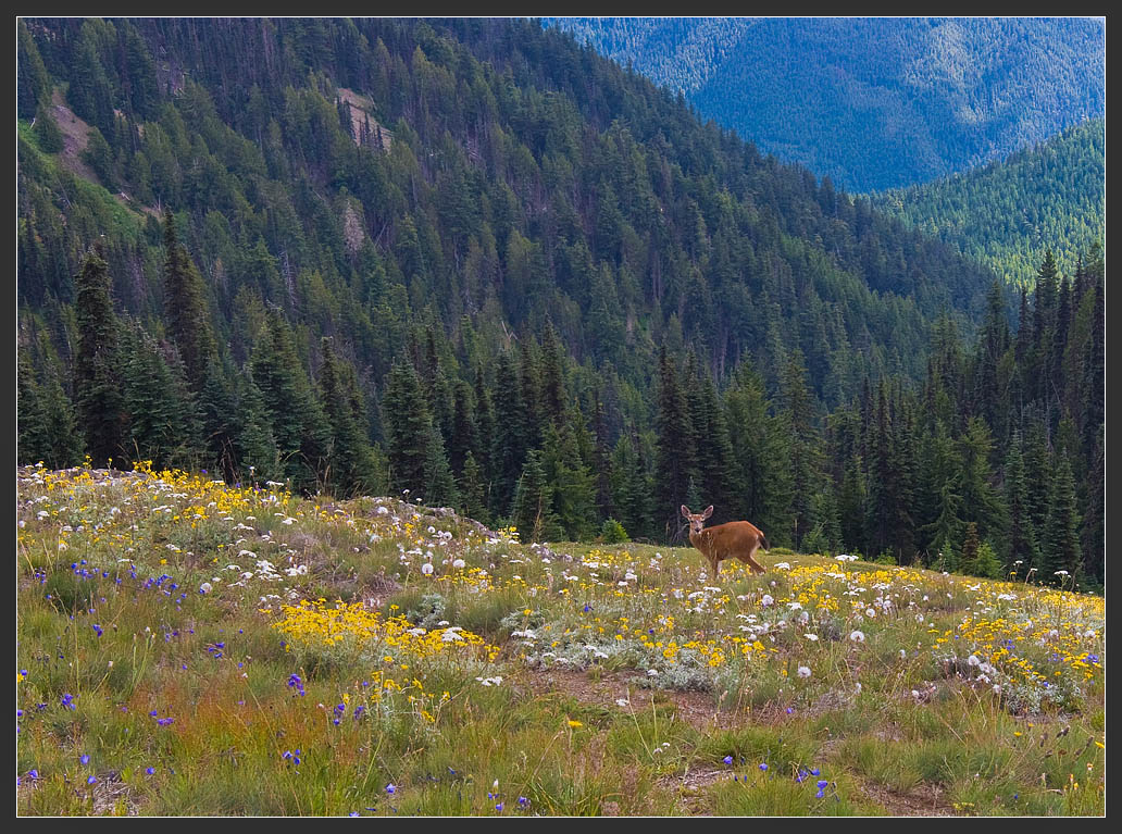 photo "Beauty with big ears" tags: nature, landscape, mountains, wild animals