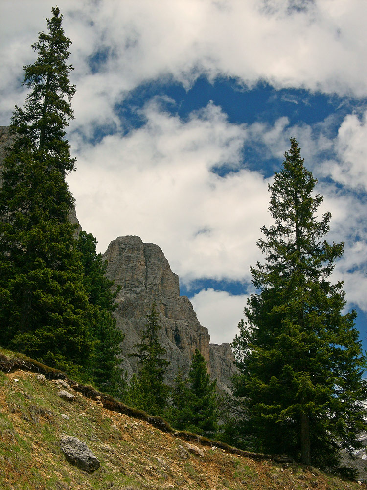 photo "trees" tags: landscape, mountains