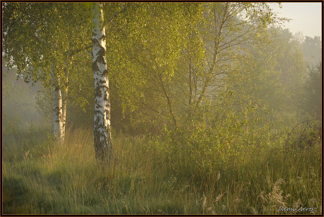 photo "nice day" tags: landscape, forest, summer
