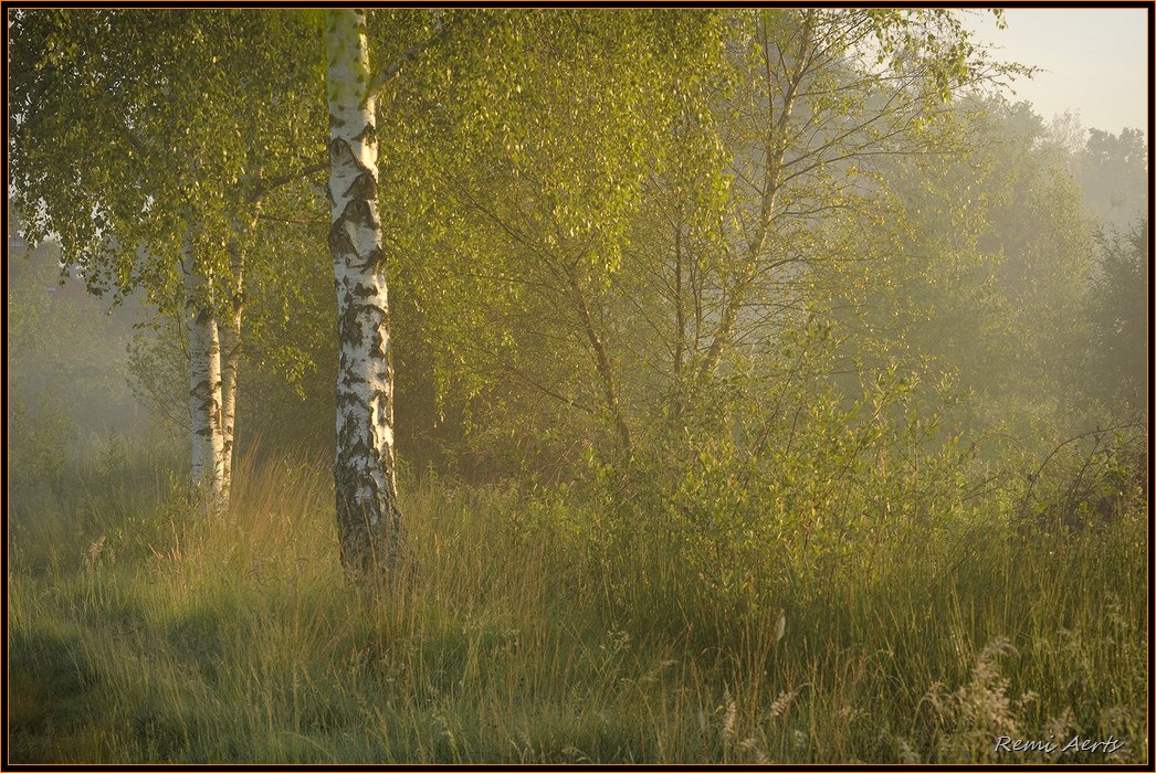 фото "nice day" метки: пейзаж, лес, лето