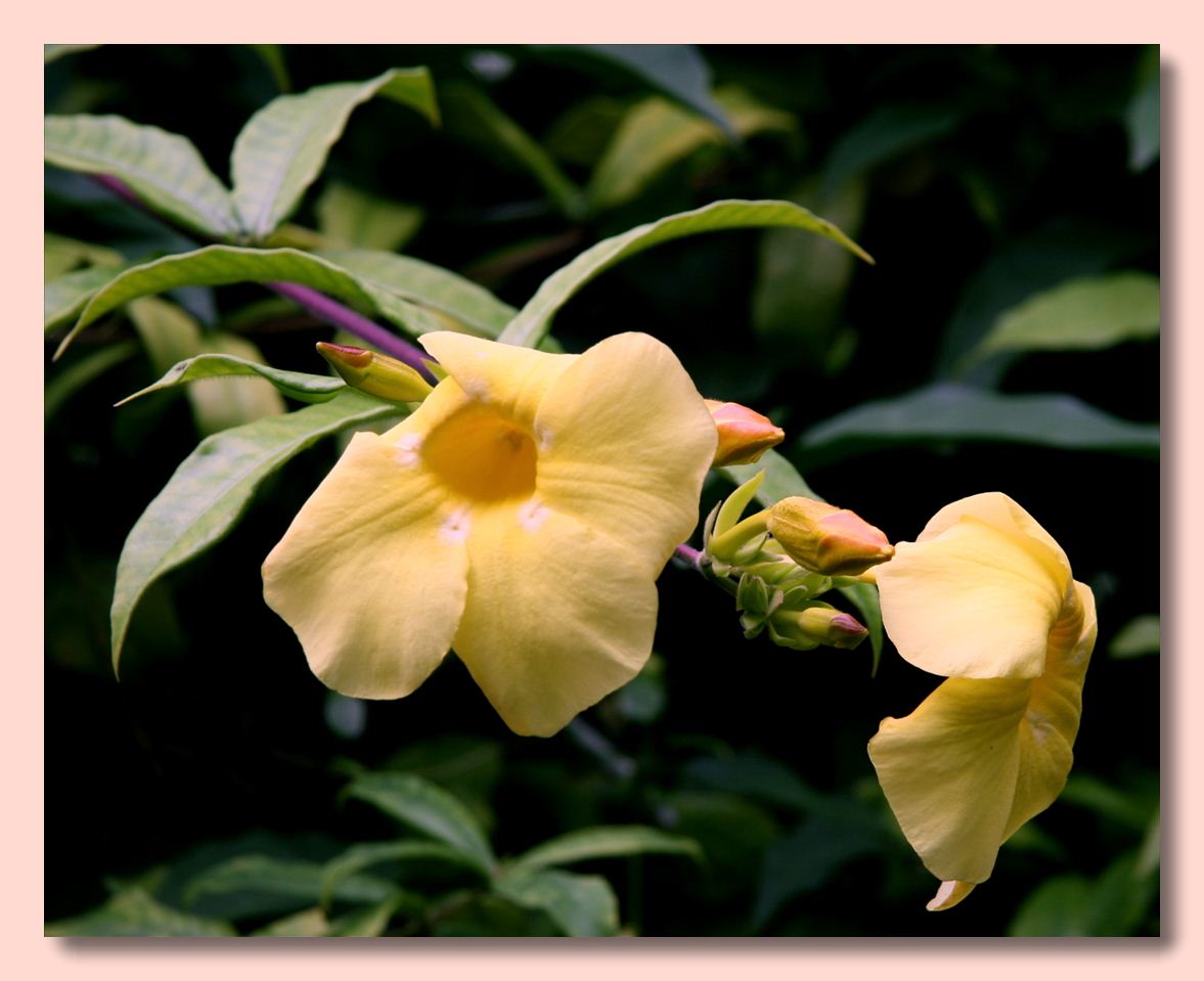 photo "Datura" tags: nature, flowers