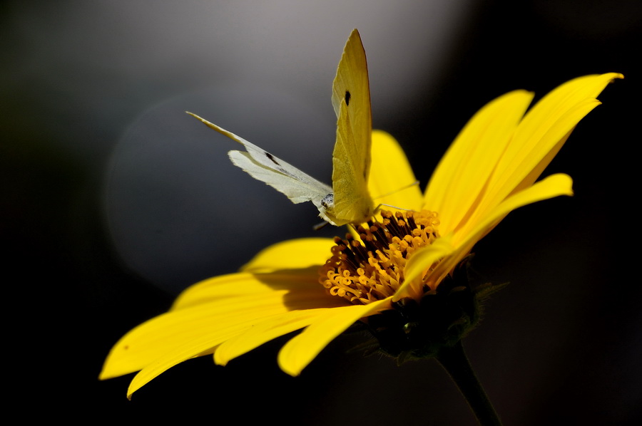 photo "***" tags: nature, flowers