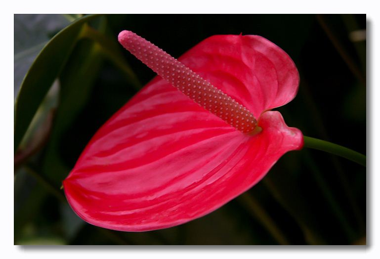 photo "botanical palm house specimen" tags: nature, flowers