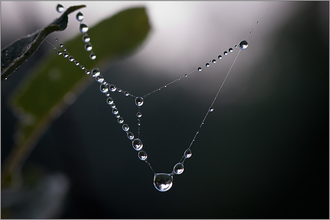 photo "***" tags: macro and close-up, 