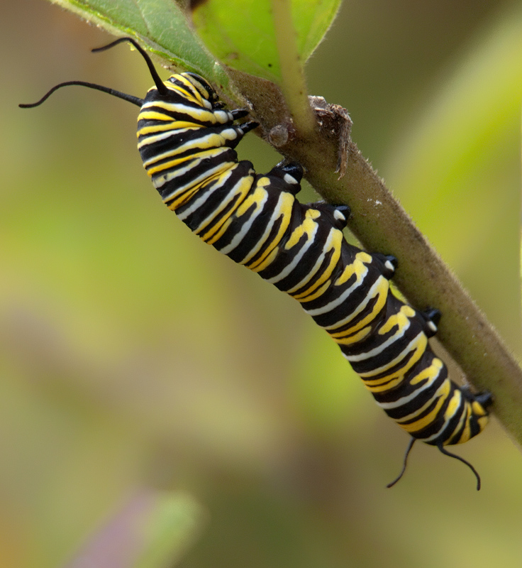 photo "Feeding caterpillar" tags: nature, macro and close-up, insect