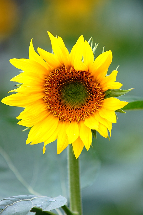 фото "Sunflower" метки: путешествия, природа, Азия, цветы