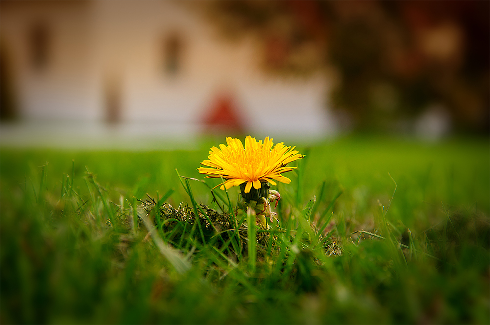photo "Lonely." tags: nature, flowers