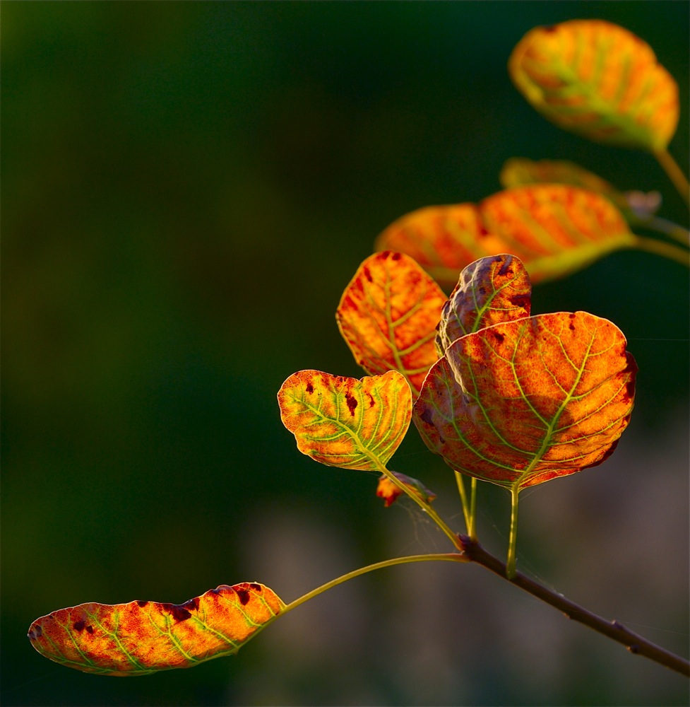 фото "Листья осени" метки: природа, цветы