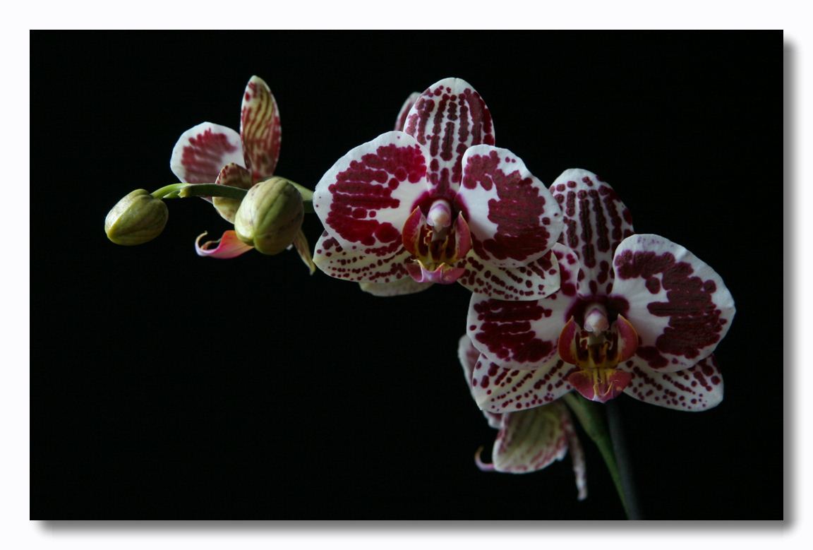 фото "spotted orchid" метки: природа, цветы