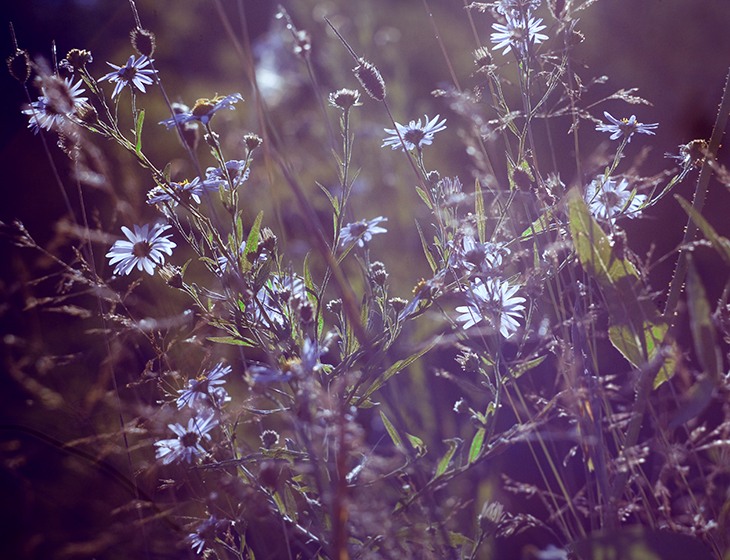 photo "***" tags: nature, flowers