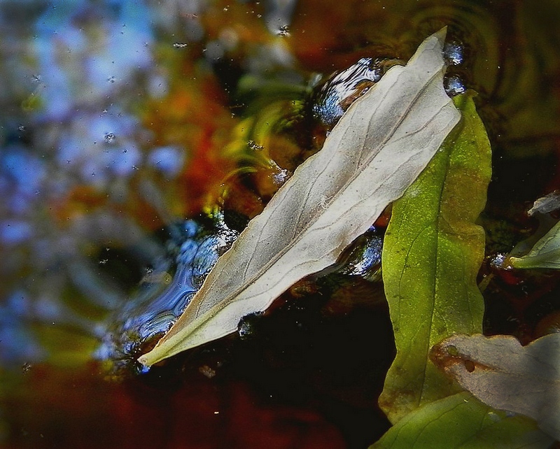 photo "***" tags: landscape, macro and close-up, autumn