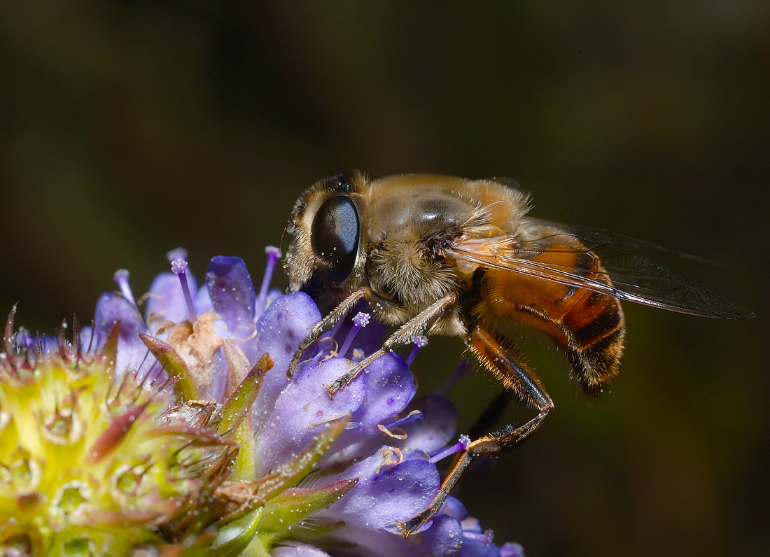 photo "***" tags: macro and close-up, 