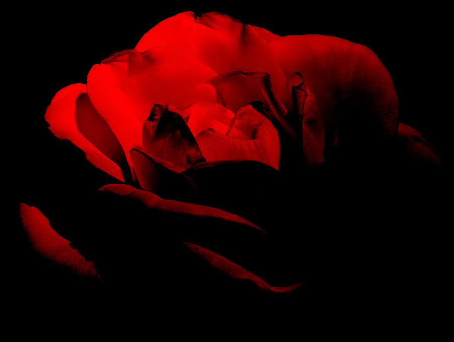 фото "Rose of... Passion..."" метки: природа, цветы