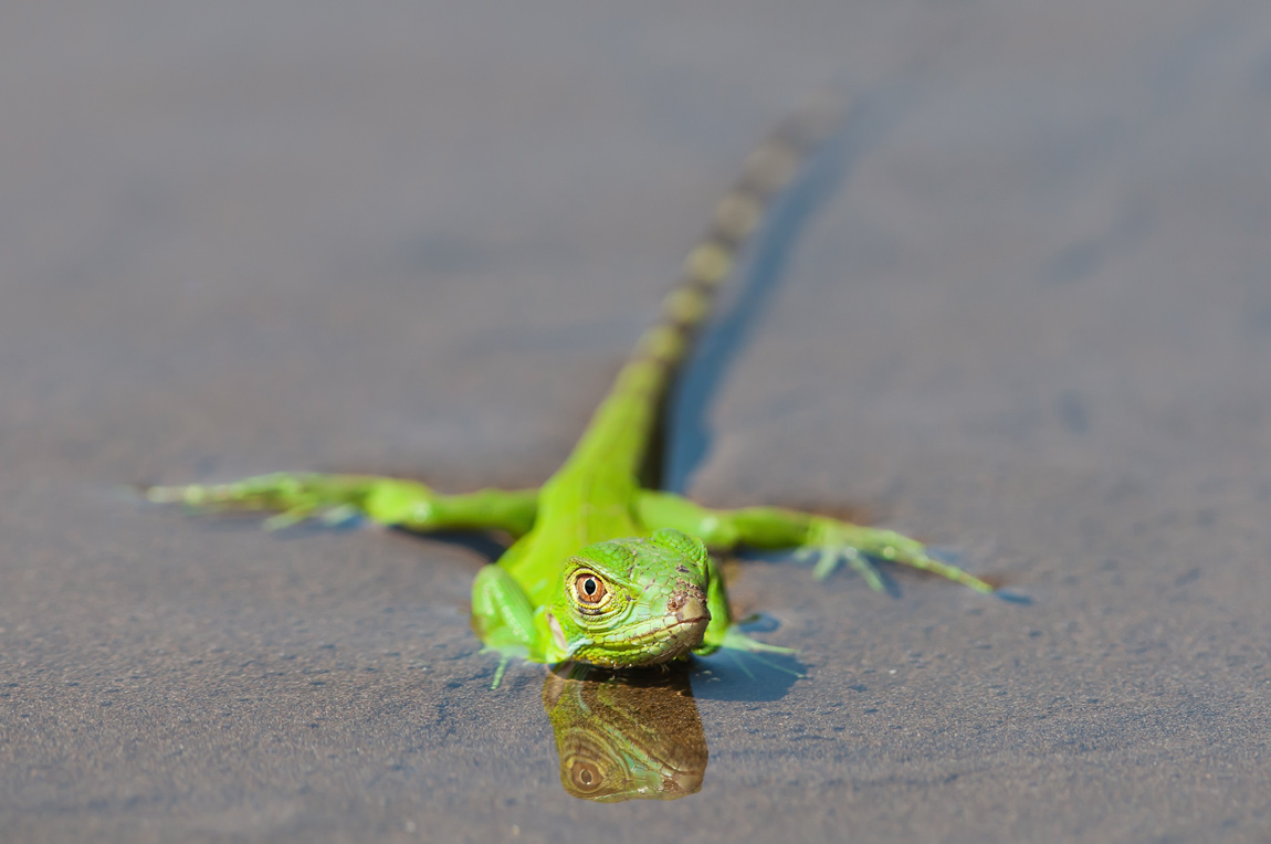 photo "***" tags: nature, travel, wild animals