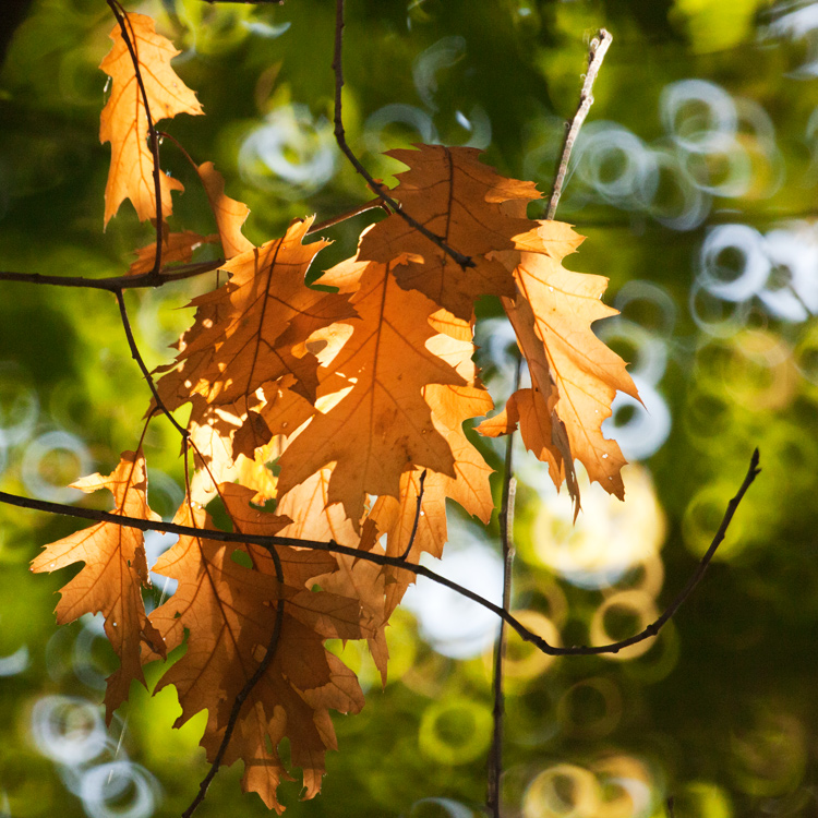 photo "Autumn" tags: landscape, autumn, forest